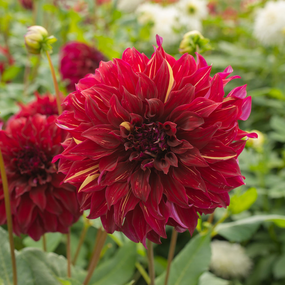 Dahlia 'Bohemian Spartacus'