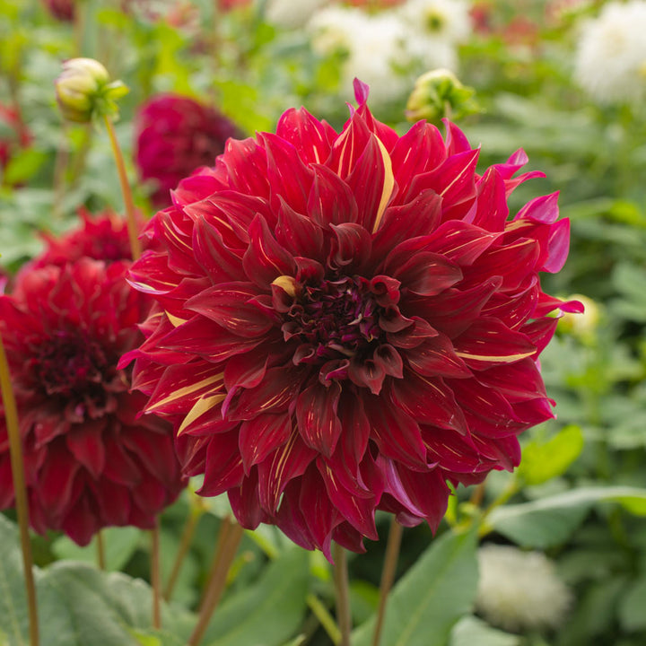 Dahlia 'Bohemian Spartacus'