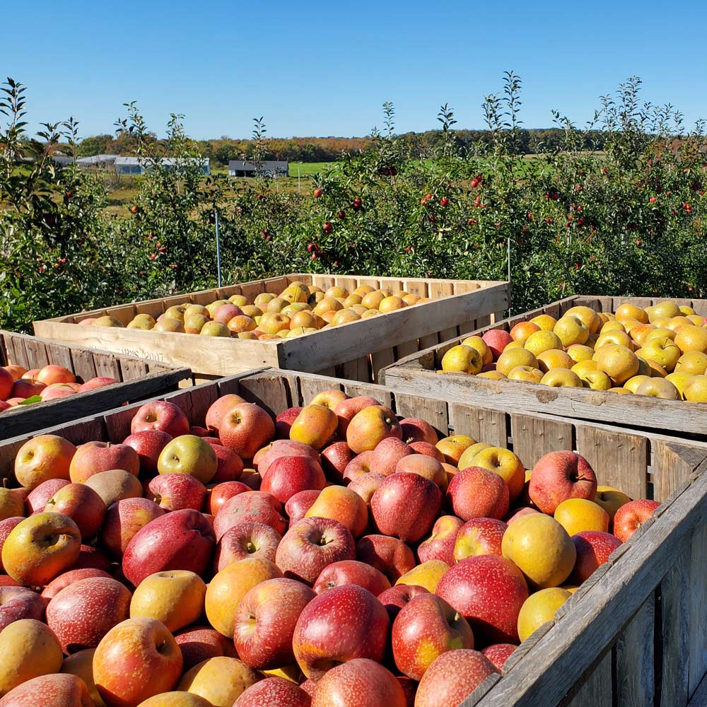 Hidden Gem Baker's Apples, Box of 12 - Standard Shipping Included