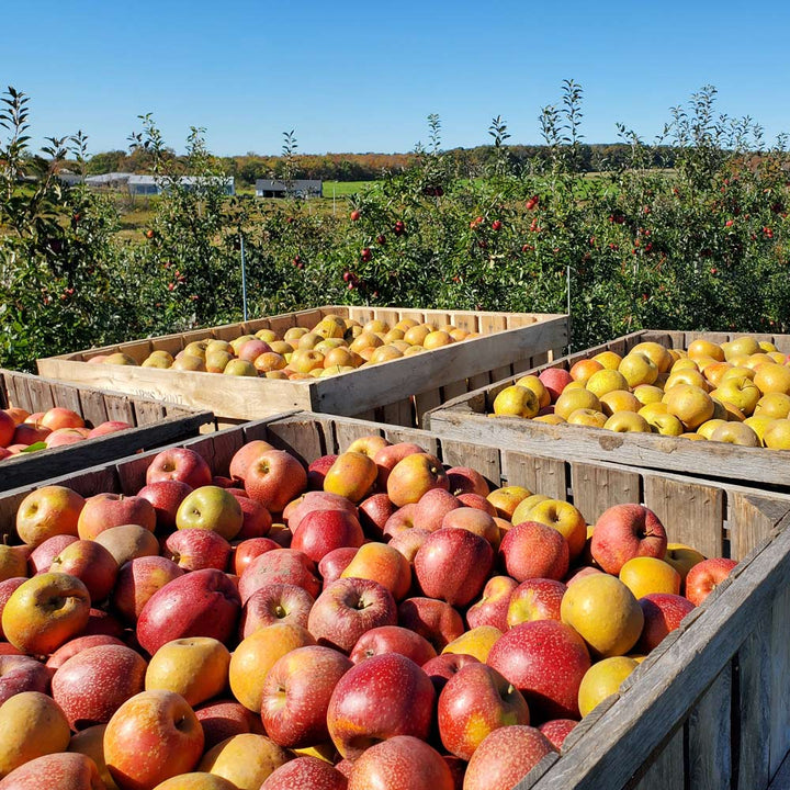 Hidden Gem Baker's Apples, Box of 12 - Standard Shipping Included