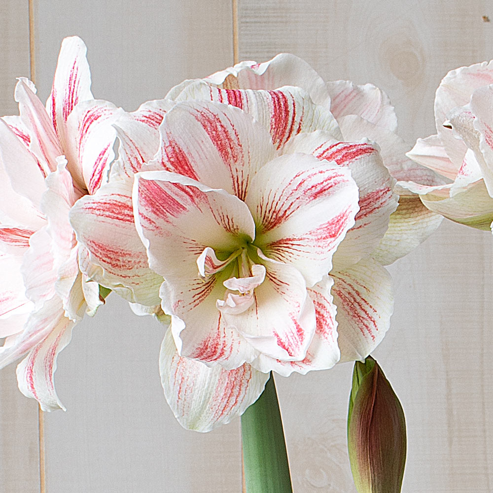 Amaryllis 'Aquaro,' one bulb in nursery pot