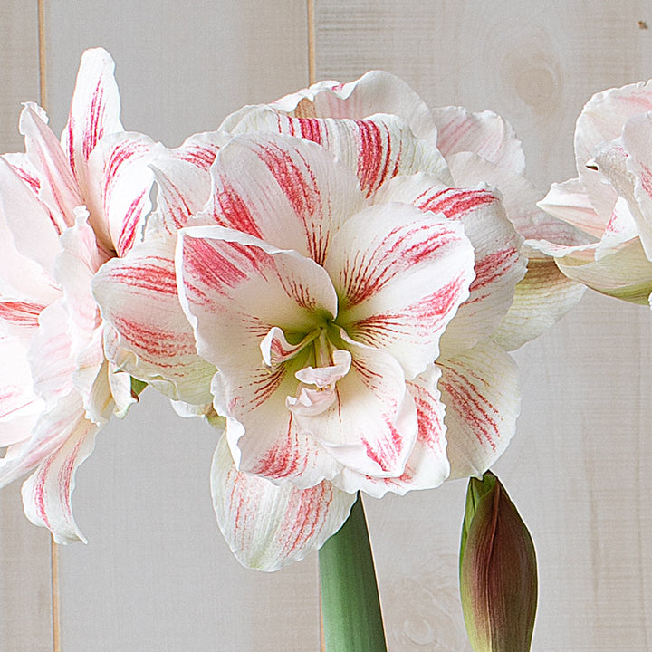 Amaryllis 'Aquaro,' one bulb in nursery pot