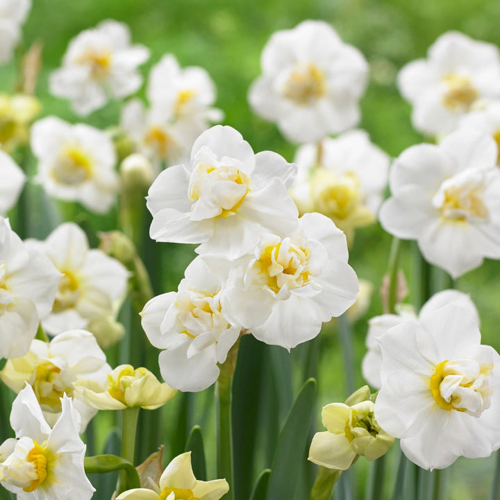 Double Daffodil Mix