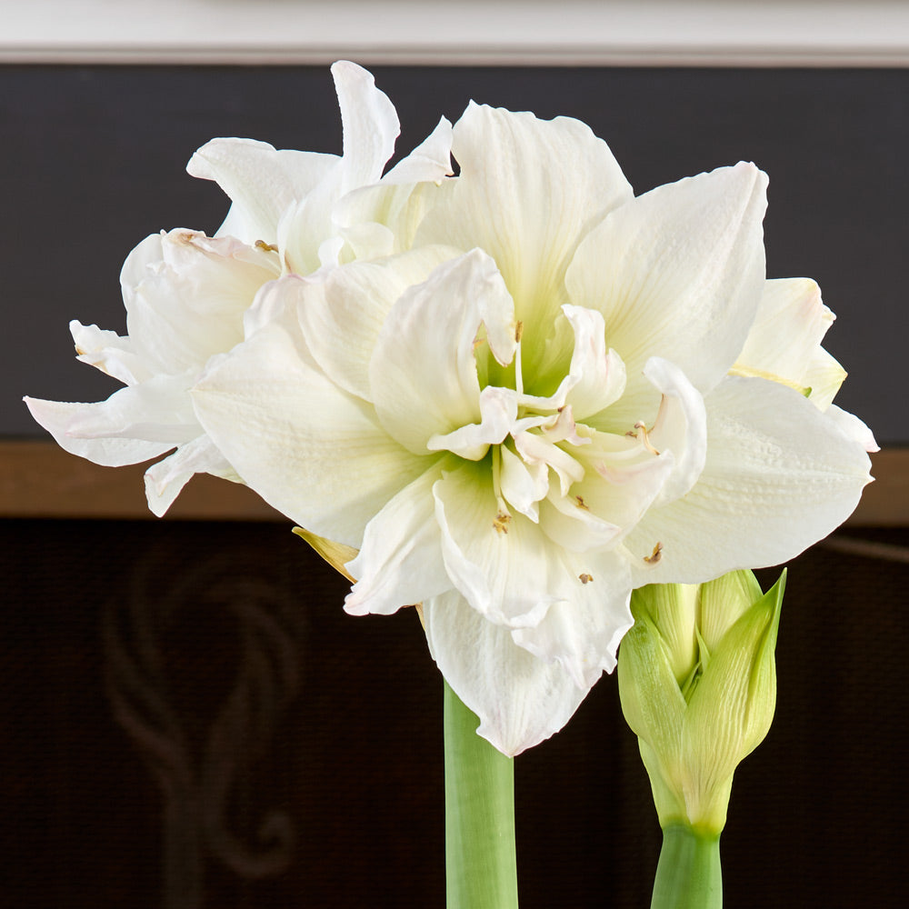 Amaryllis 'Arctic Nymph,' one bulb in nursery pot