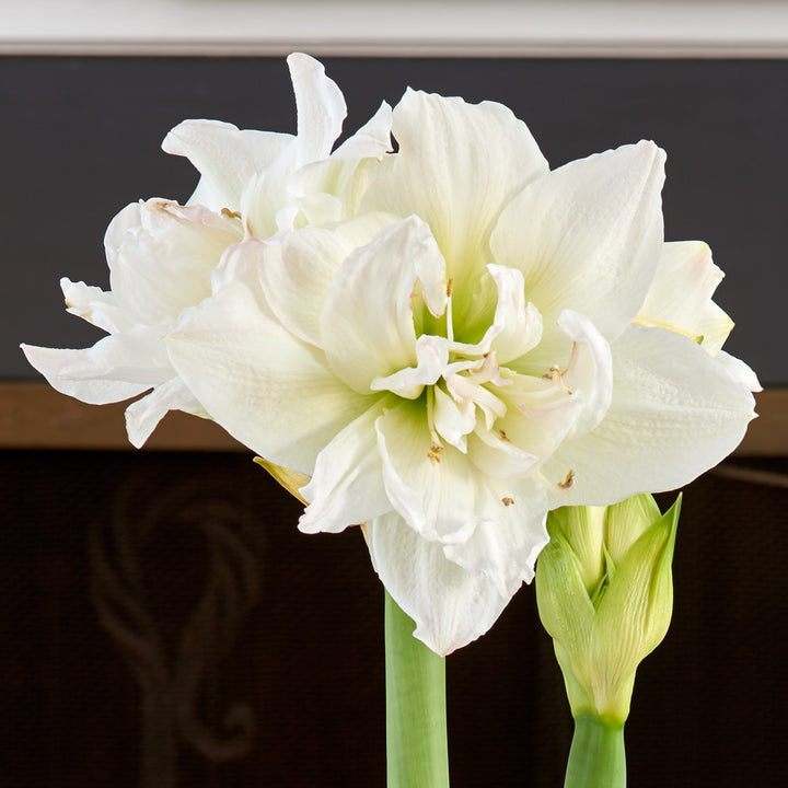 Amaryllis 'Arctic Nymph,' one bulb in nursery pot