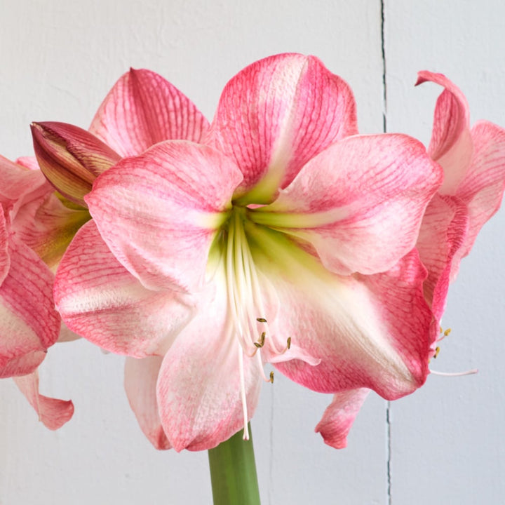 Amaryllis 'Blossom Grandise,' one bulb in nursery pot