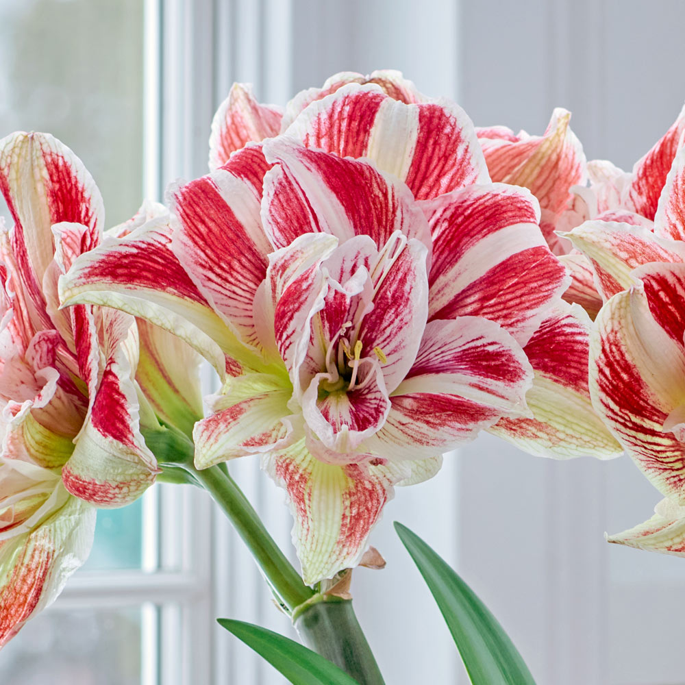 Amaryllis 'Bright Nymph,' one bulb in nursery pot