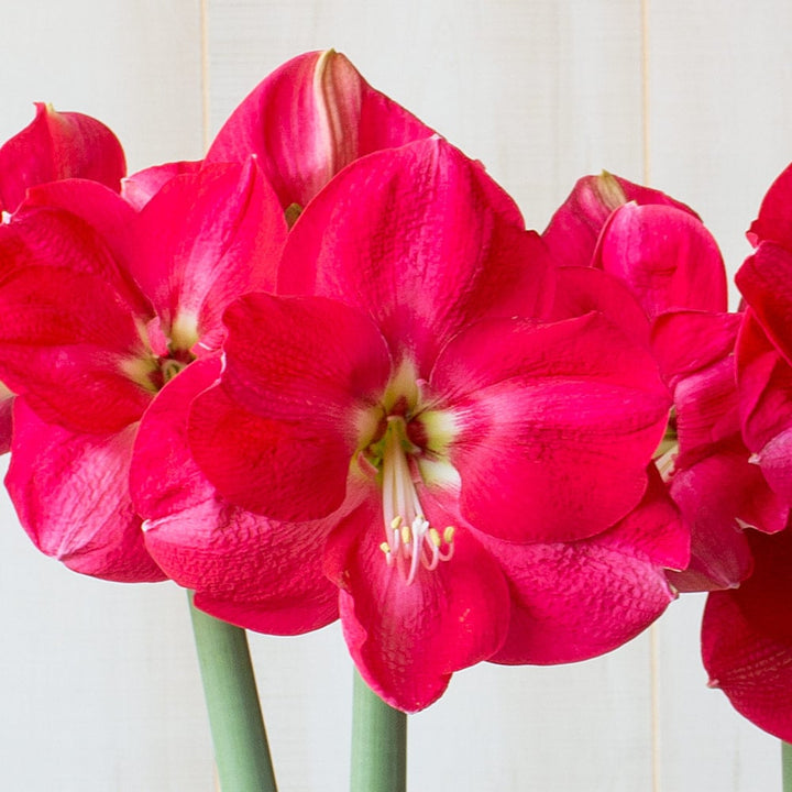 Amaryllis 'Candy Cream,' one bulb in nursery pot