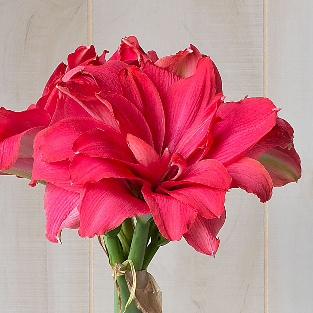 Amaryllis 'Candy Nymph,' one bulb in nursery pot