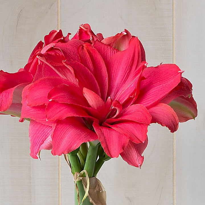 Amaryllis 'Candy Nymph,' one bulb in nursery pot