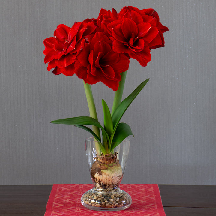 Amaryllis 'Cherry Nymph,' one bulb with Dutch hurricane vase kit