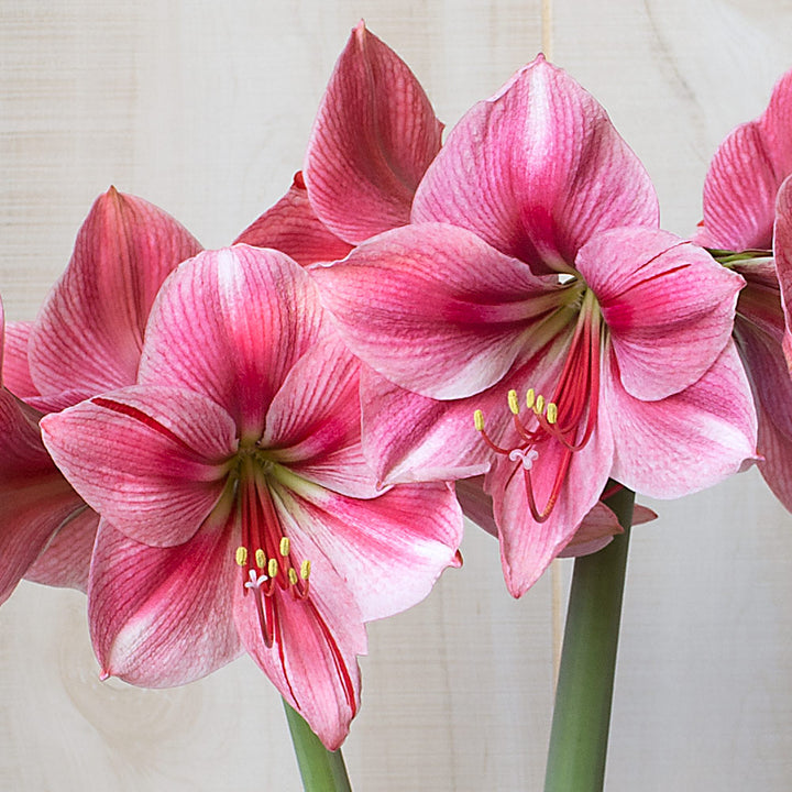 Amaryllis 'Fantasy,' one bulb in nursery pot
