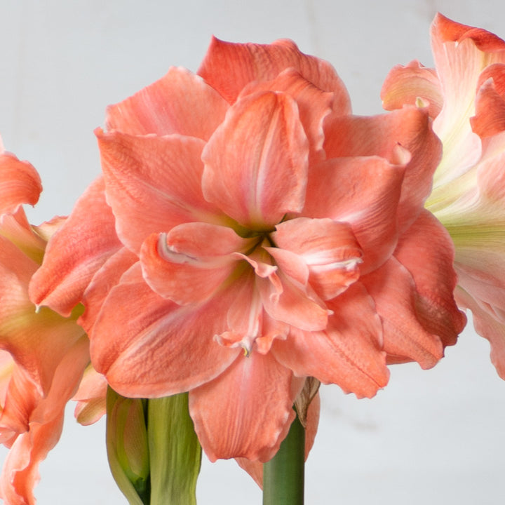 Amaryllis 'Flamingo Amadeus,' one bulb in nursery pot