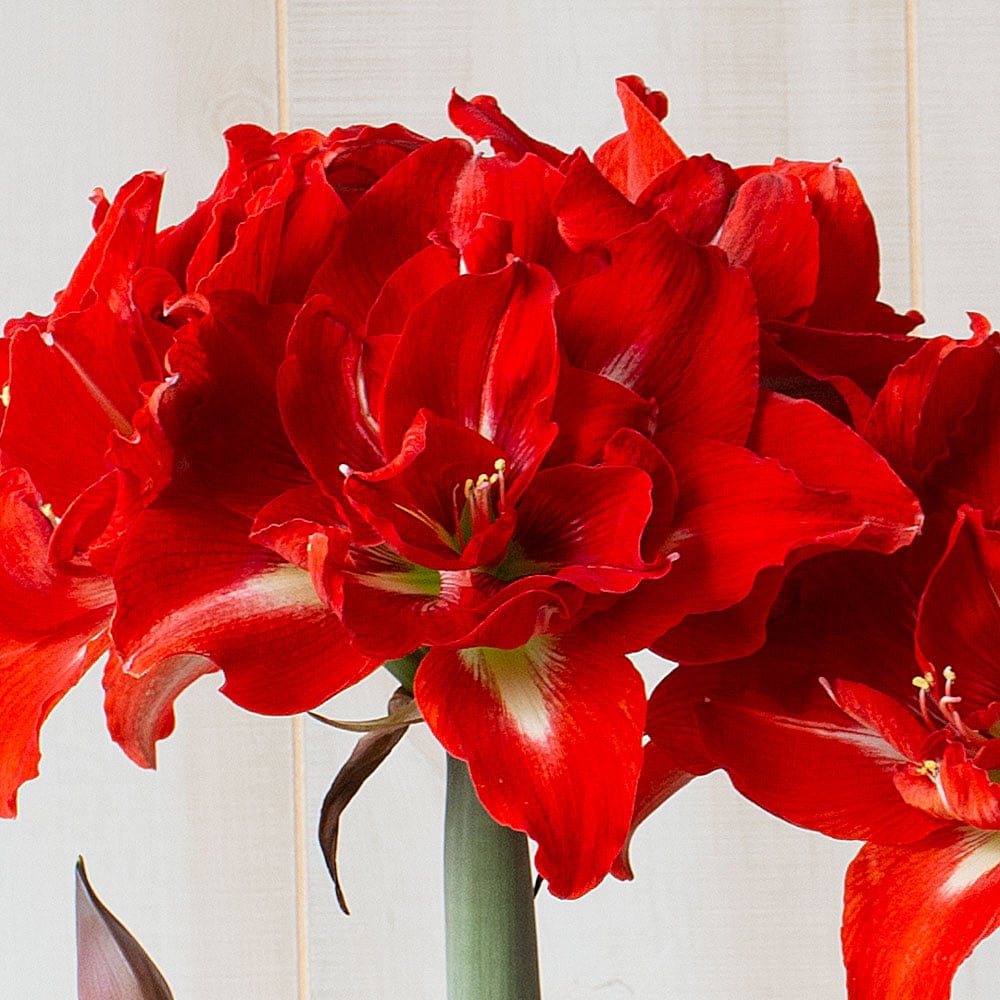 Amaryllis 'Happy Nymph,' one bulb in nursery pot