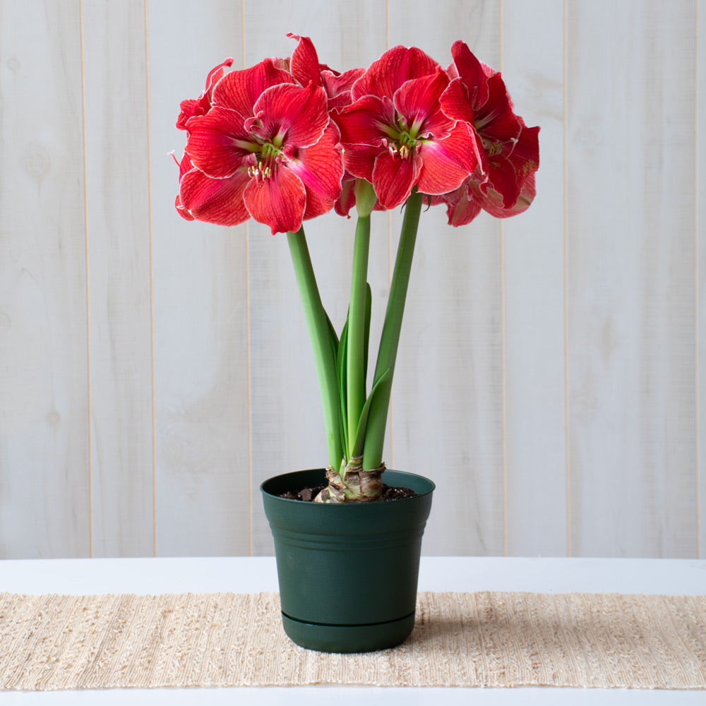 Amaryllis 'Magical Touch,' one bulb in nursery pot