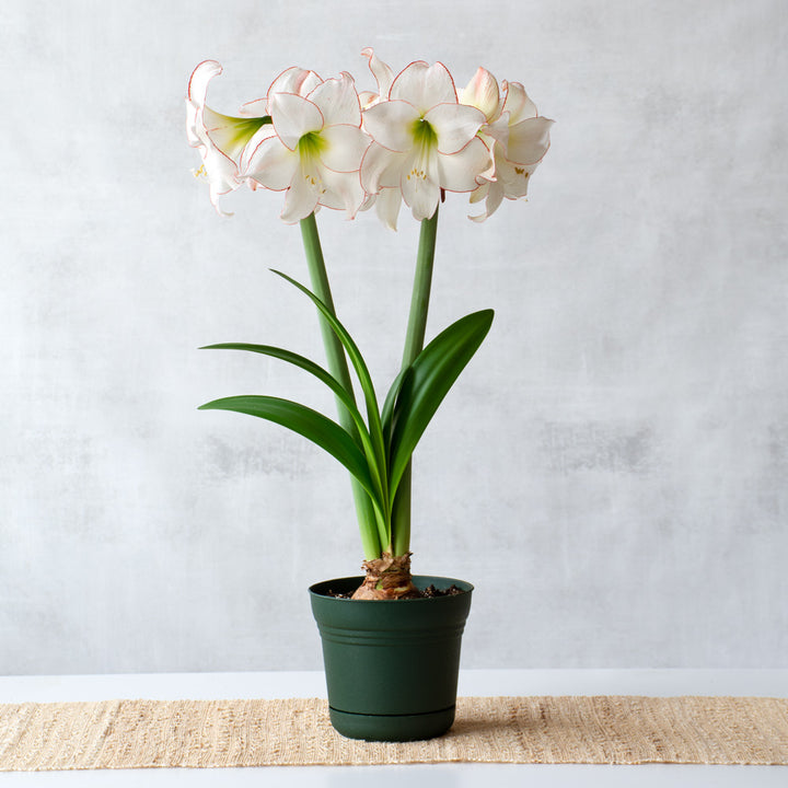 Amaryllis 'Picotee,' one bulb in nursery pot
