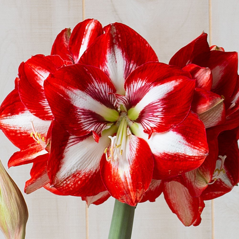 Amaryllis 'Pierrot,' one bulb in nursery pot