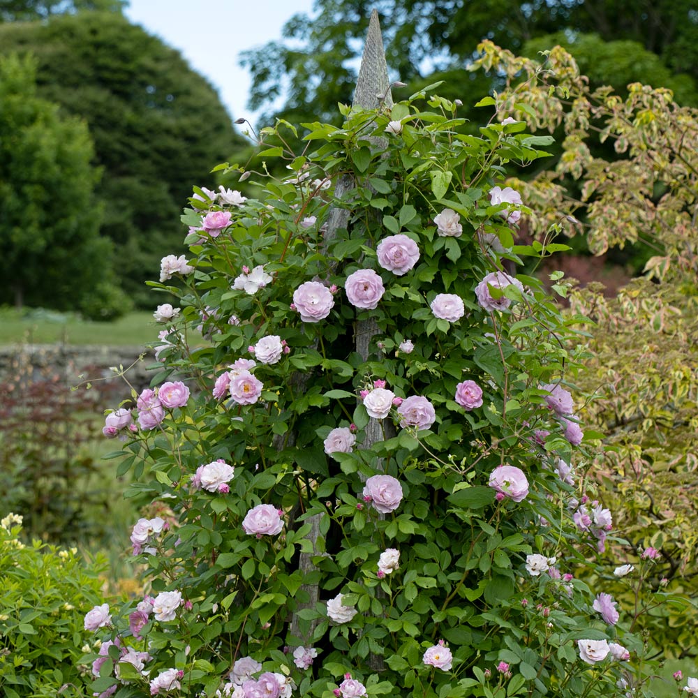 Rose Rise Up Lilac Days®