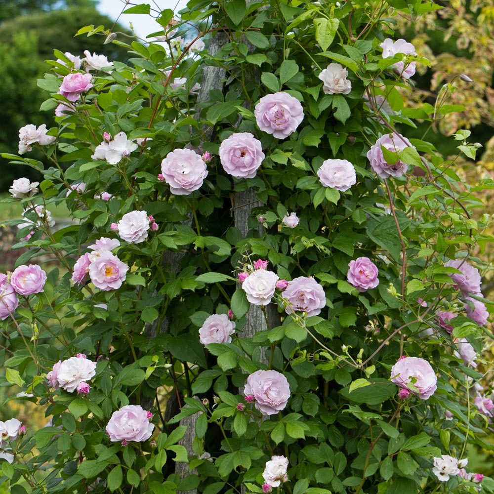 Rose Rise Up Lilac Days®