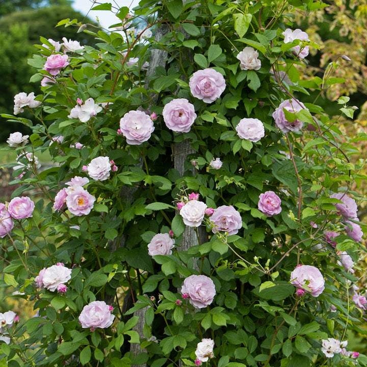 Rose Rise Up Lilac Days®