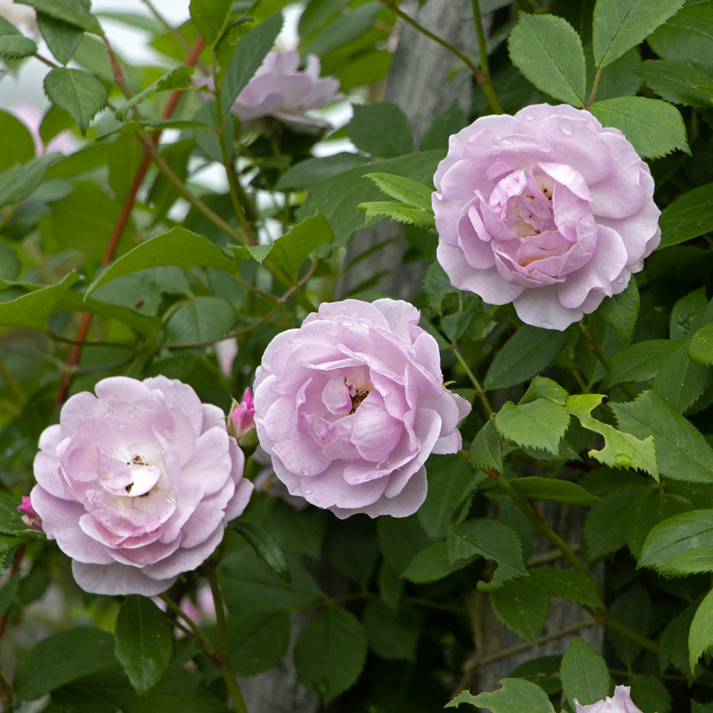 Rose Rise Up Lilac Days®