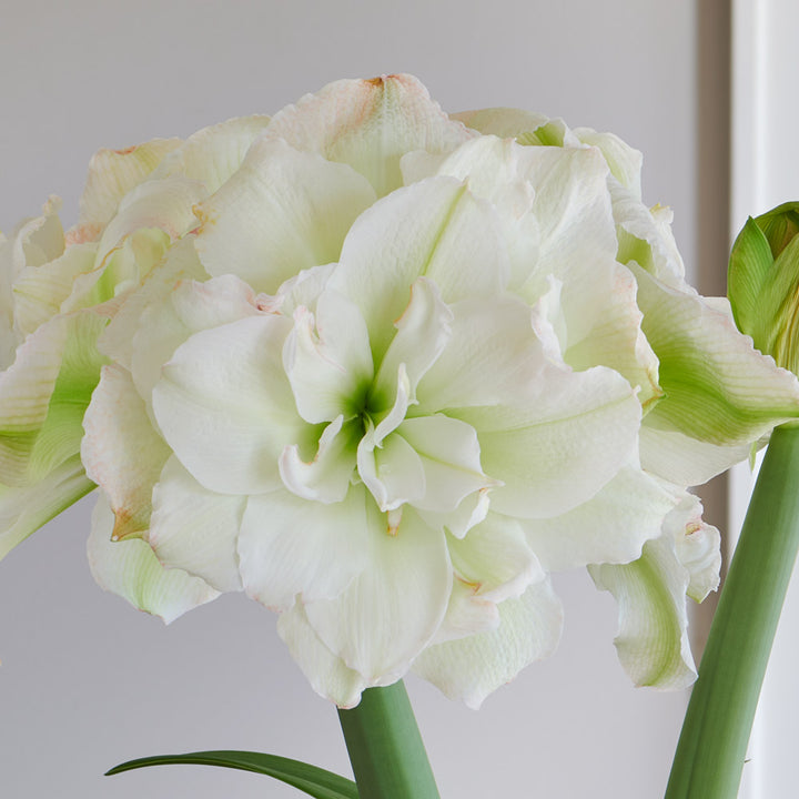 Amaryllis 'Polar Belle,' one bulb in nursery pot