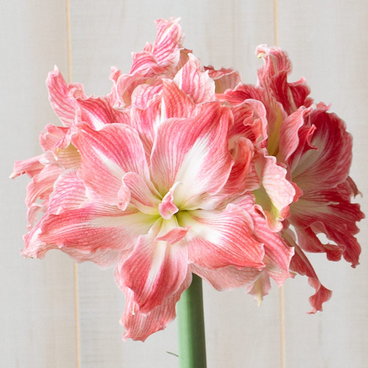 Amaryllis 'Pretty Nymph,' one bulb in nursery pot