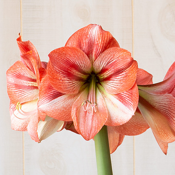 Amaryllis 'Provence,' one bulb in nursery pot