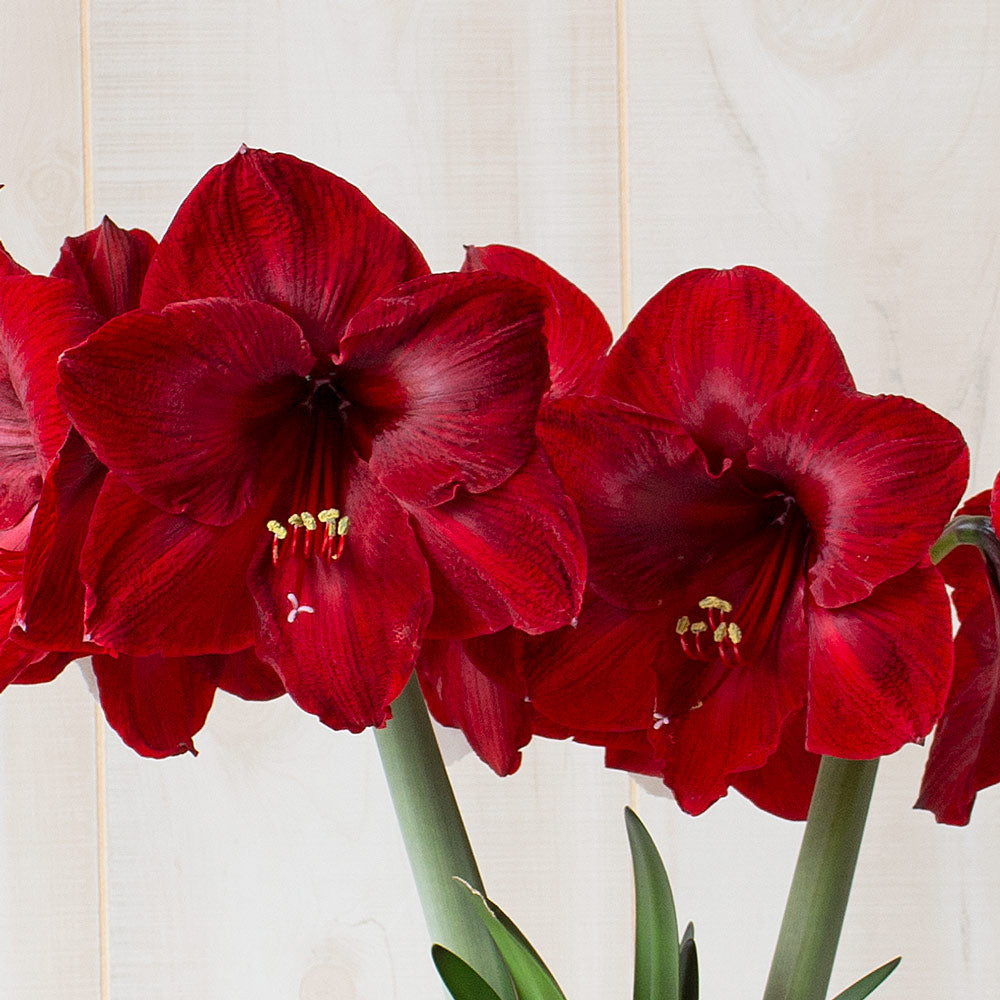 Amaryllis 'Red Reality,' one bulb in nursery pot