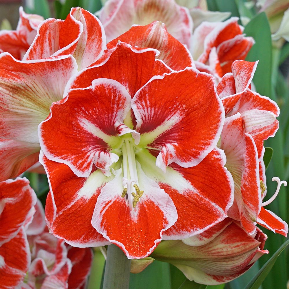Amaryllis 'Samba,' one bulb in nursery pot