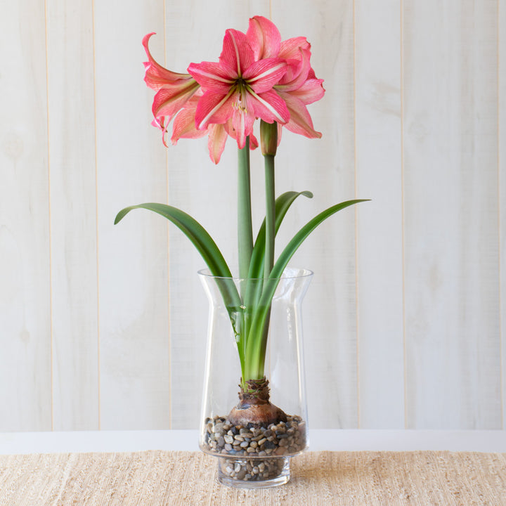 Amaryllis 'Pinkolo,' one bulb with tapered hurricane vase kit