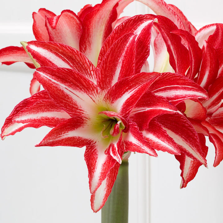 Amaryllis 'Splash,' one bulb in nursery pot