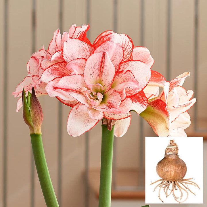 Amaryllis 'Striped Amadeus,' one bulb in linen bag