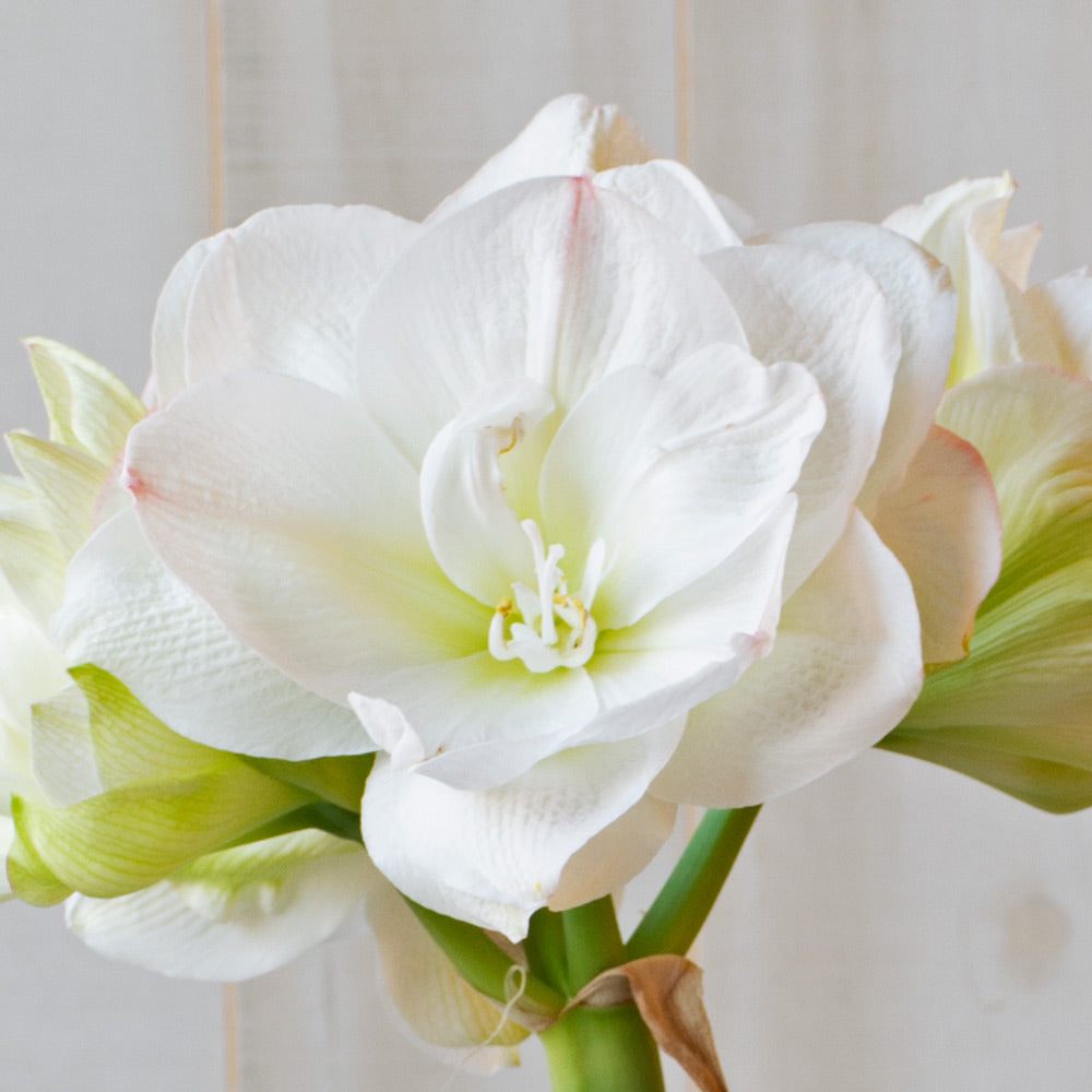 Amaryllis 'White Amadeus,' one bulb in nursery pot