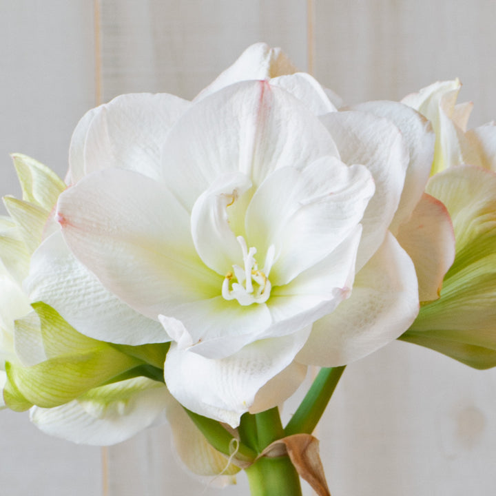 Amaryllis 'White Amadeus,' one bulb in nursery pot