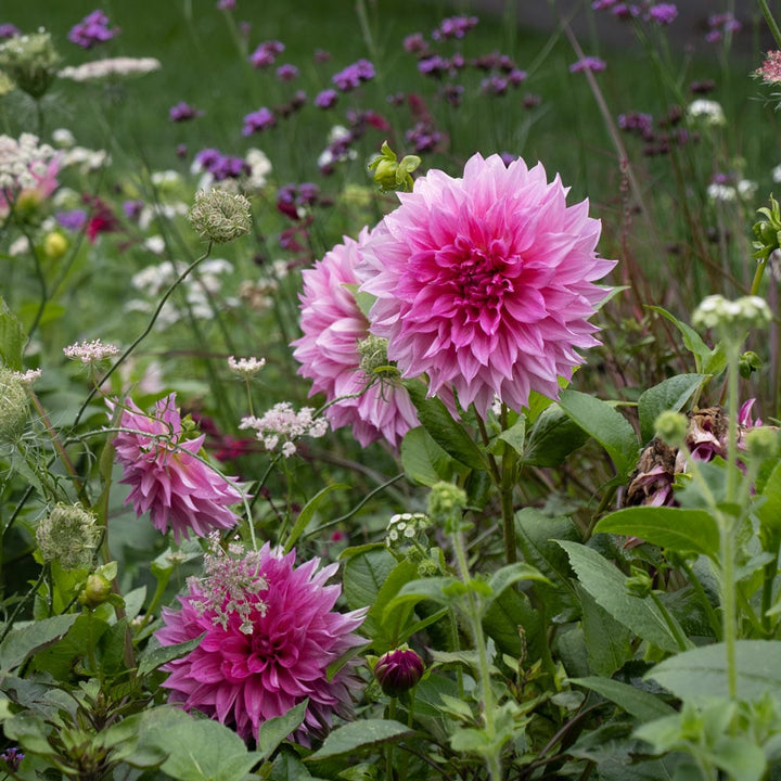 Dahlia 'Café au Lait Rosé'