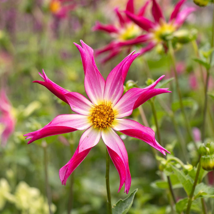 Dahlia 'Honka Pink'