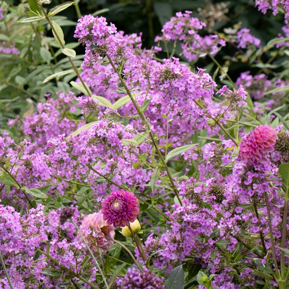 Phlox paniculata 'Jeana'
