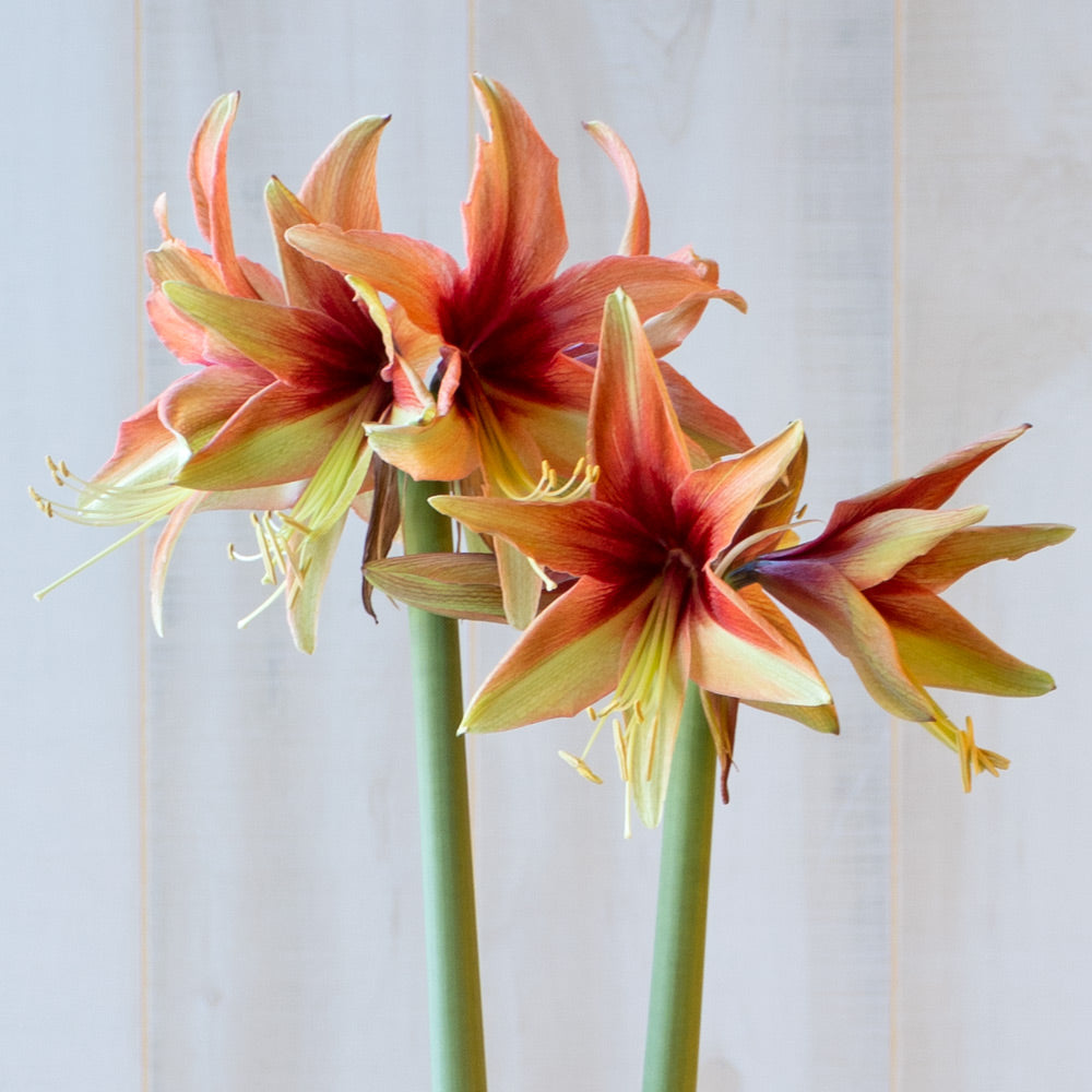 Amaryllis 'Wild Amazone,' one bulb in nursery pot