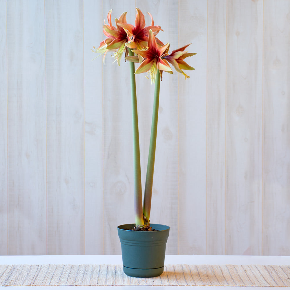 Amaryllis 'Wild Amazone,' one bulb in nursery pot