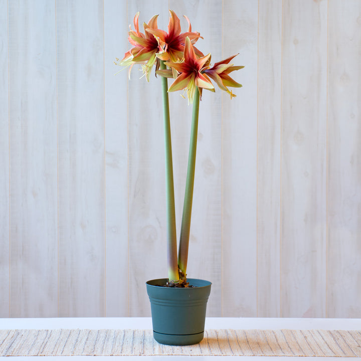 Amaryllis 'Wild Amazone,' one bulb in nursery pot