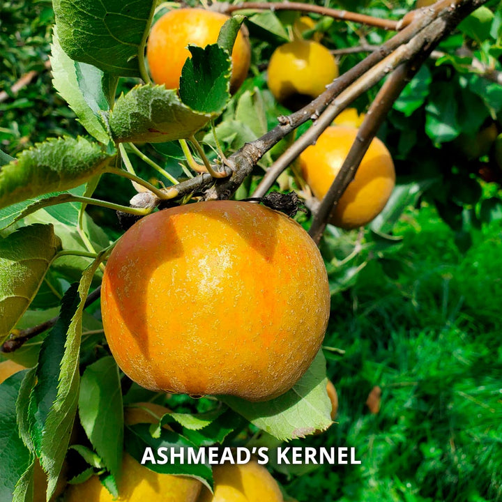 Hidden Gem Heirloom Apples - Standard Shipping Included