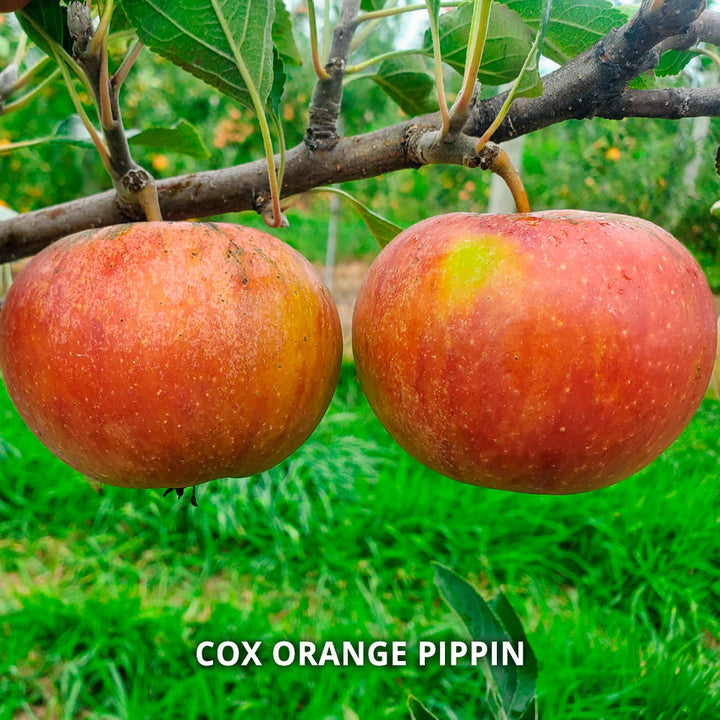 Hidden Gem Heirloom Apples - Standard Shipping Included