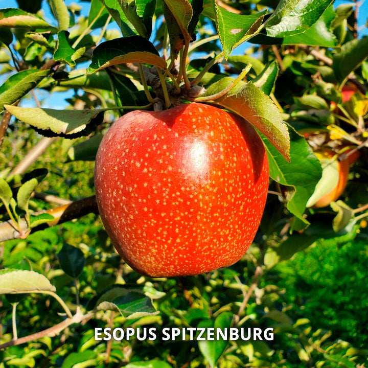 Hidden Gem Heirloom Apples - Standard Shipping Included