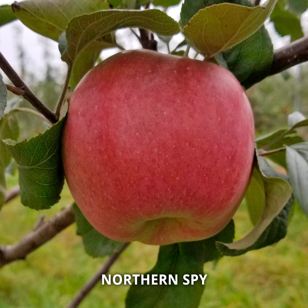 Hidden Gem Heirloom Apples - Standard Shipping Included