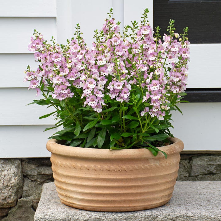Cretan Pot Aristea