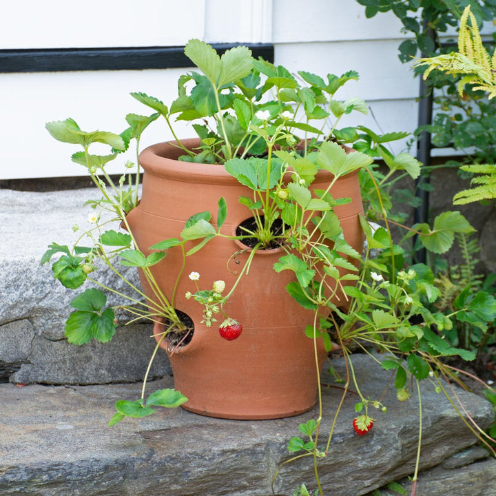 Whichford Strawberry Barrel