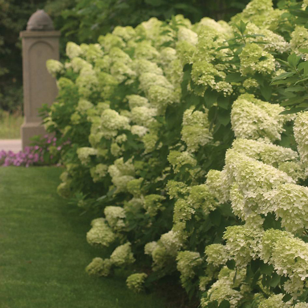 Hydrangea paniculata 'Limelight'