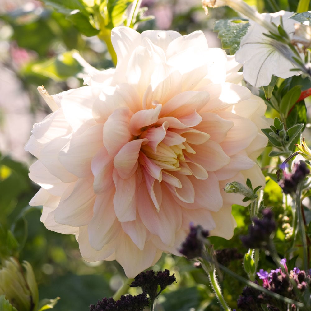 Dahlia 'Break Out'