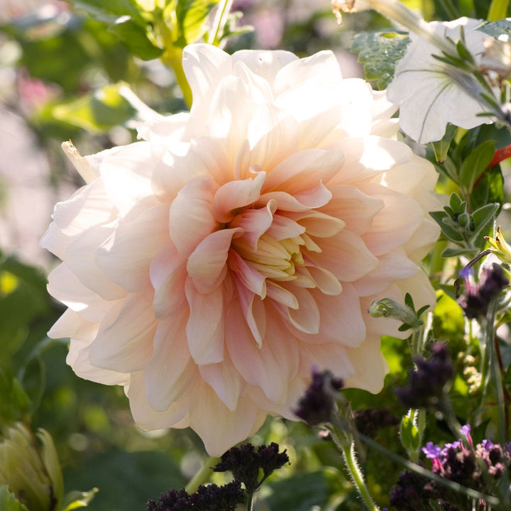 Dahlia 'Break Out'